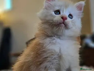 Maine Coon cats XXL Exceptional Pedigree Kittens Russian line - Advert 18