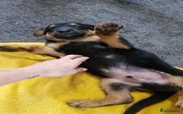 Mixed Breed dogs for sale: Rottweiller x german shepherd  - Image 4