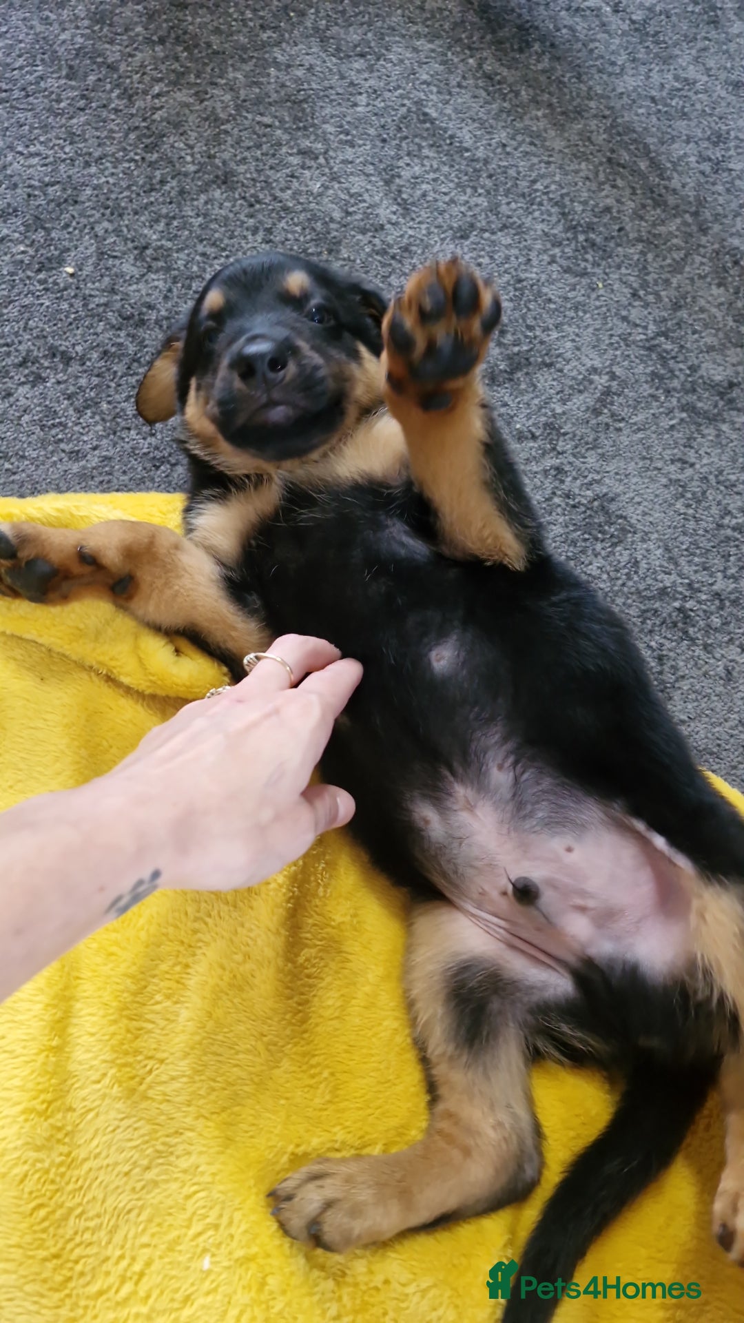 Mixed Breed dogs for sale: Rottweiller x german shepherd  - Image 4