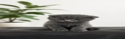British Shorthair cats for sale: Beautiful kittens looking for loving homes!  - Advert 9