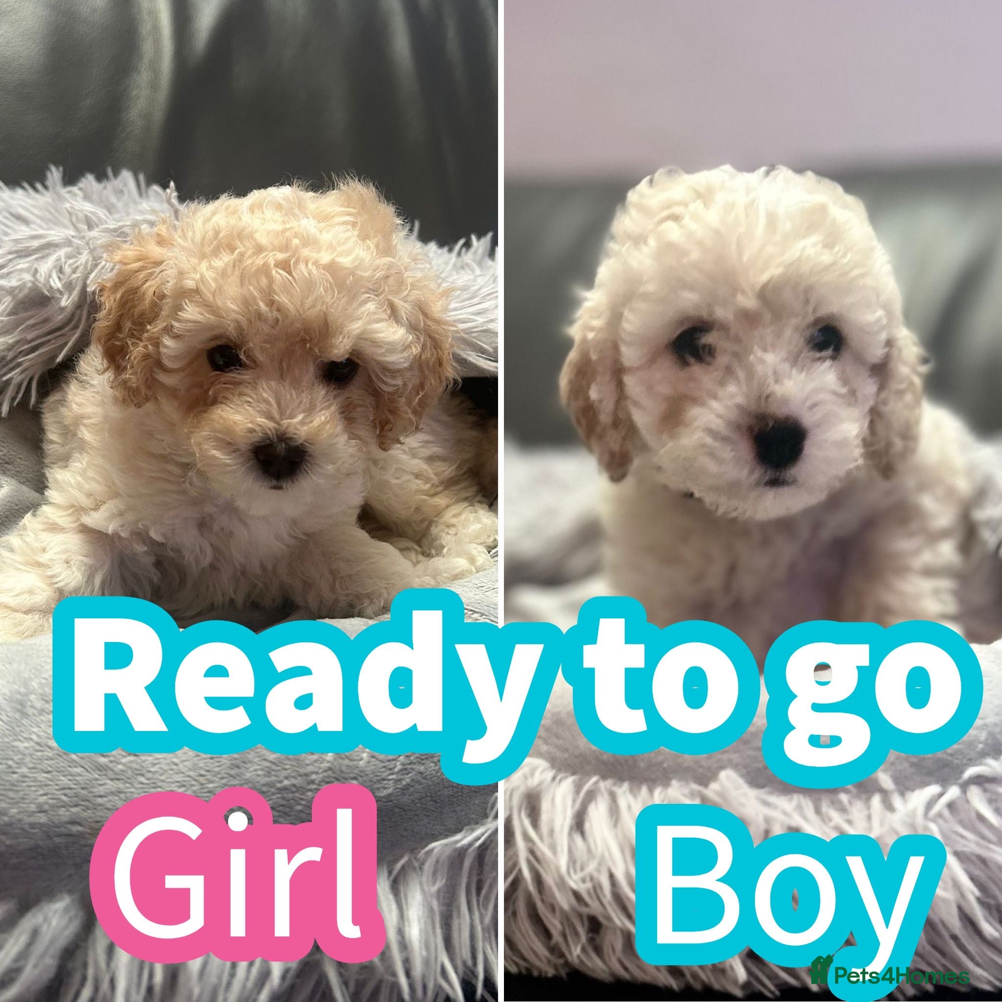 Cavapoochon dogs 🌟 Ready to leave 23rd Dec F1b cavapoochon puppies - Advert 4