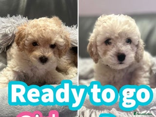 Cavapoochon dogs 🌟 Ready to leave 23rd Dec F1b cavapoochon puppies - Advert 1