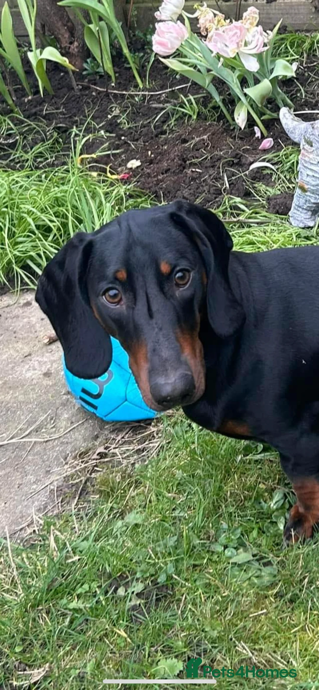 Dachshund dogs for sale: 4 year old male dachshund needs a home  - Advert 9