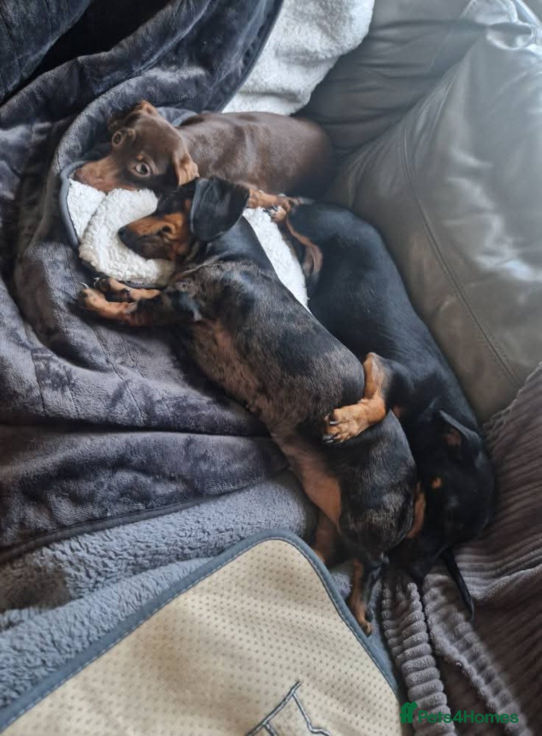 Miniature Dachshund dogs for sale: Frankie needs a loving home  - Image 2