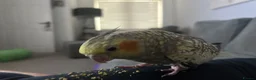 Cockatiels birds for sale: Bonded cockatiels for sale  - Advert 4