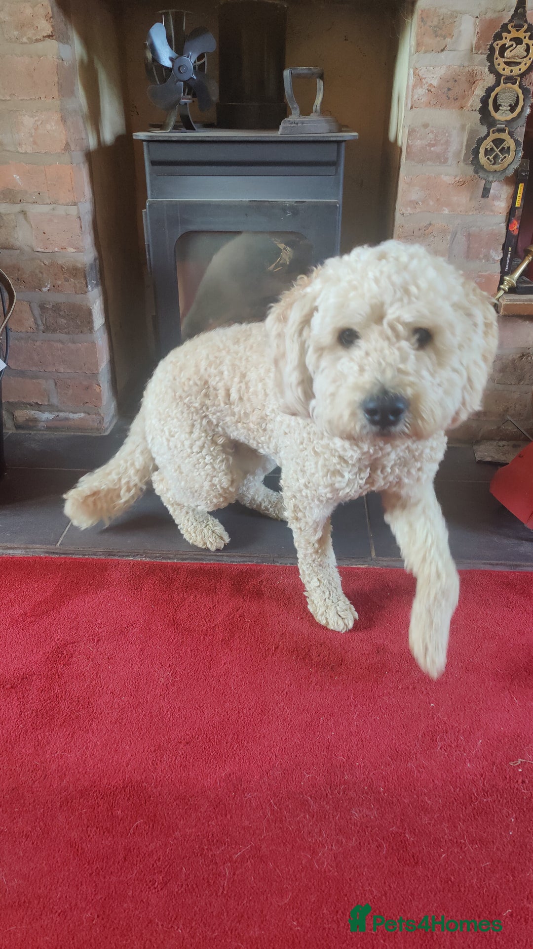 Labradoodle dogs for stud: Beautiful labradoodle for stud - Advert 2