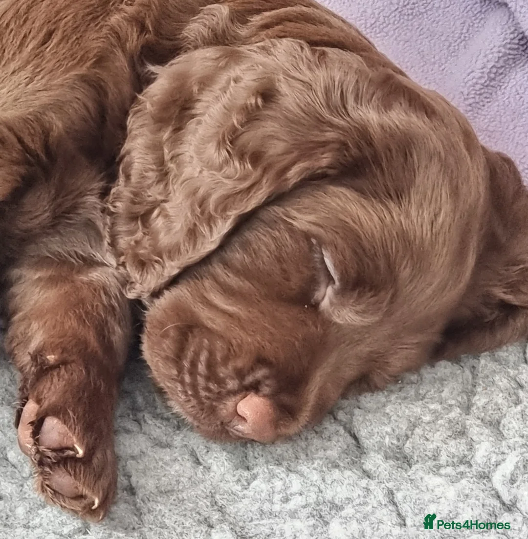 Cocker Spaniel dogs for sale: Chunky chocolate male cocker spaniel in Chipping Norton - Advert 1