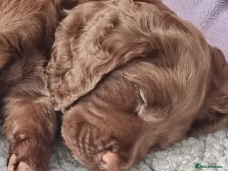 Cocker Spaniel dogs Chunky chocolate male cocker spaniel - Advert 1