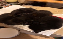 Mixed Breed cats for sale: Mixed Breed kittens - Advert 6