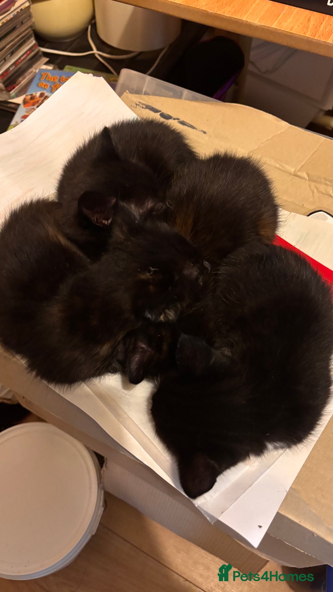 Mixed Breed cats for sale: Mixed Breed kittens - Advert 6