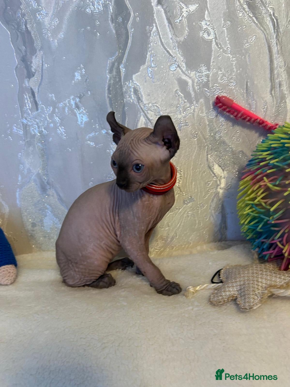 Sphynx cats Five beautiful girls for sale  - Advert 2