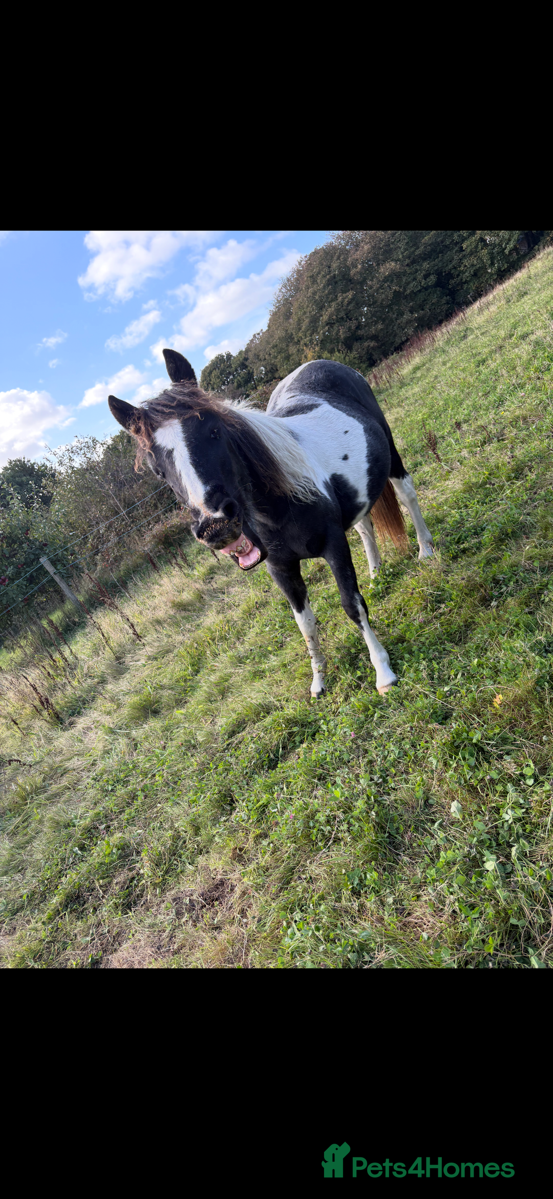 Dartmoor horses for sale: Rising 2 year old mare for sale  - Advert 1