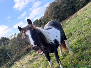 Dartmoor horses Rising 2 year old mare for sale - Advert 1