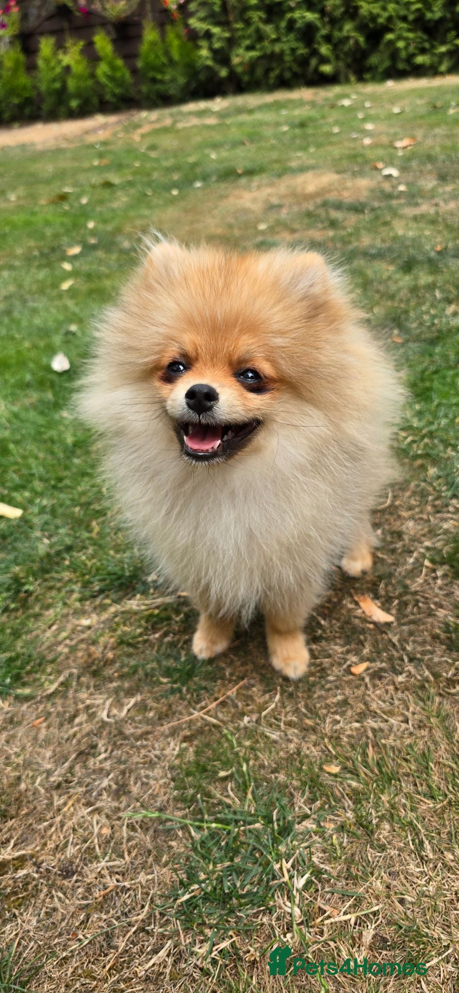 Pomeranian dogs Xclusive KC register pomeranian puppies - Advert 2