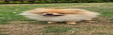 Pomeranian 1