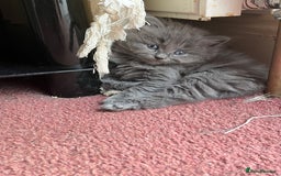 Mixed Breed cats for sale: Very friendly beautiful fluffy kittens  - Image 14