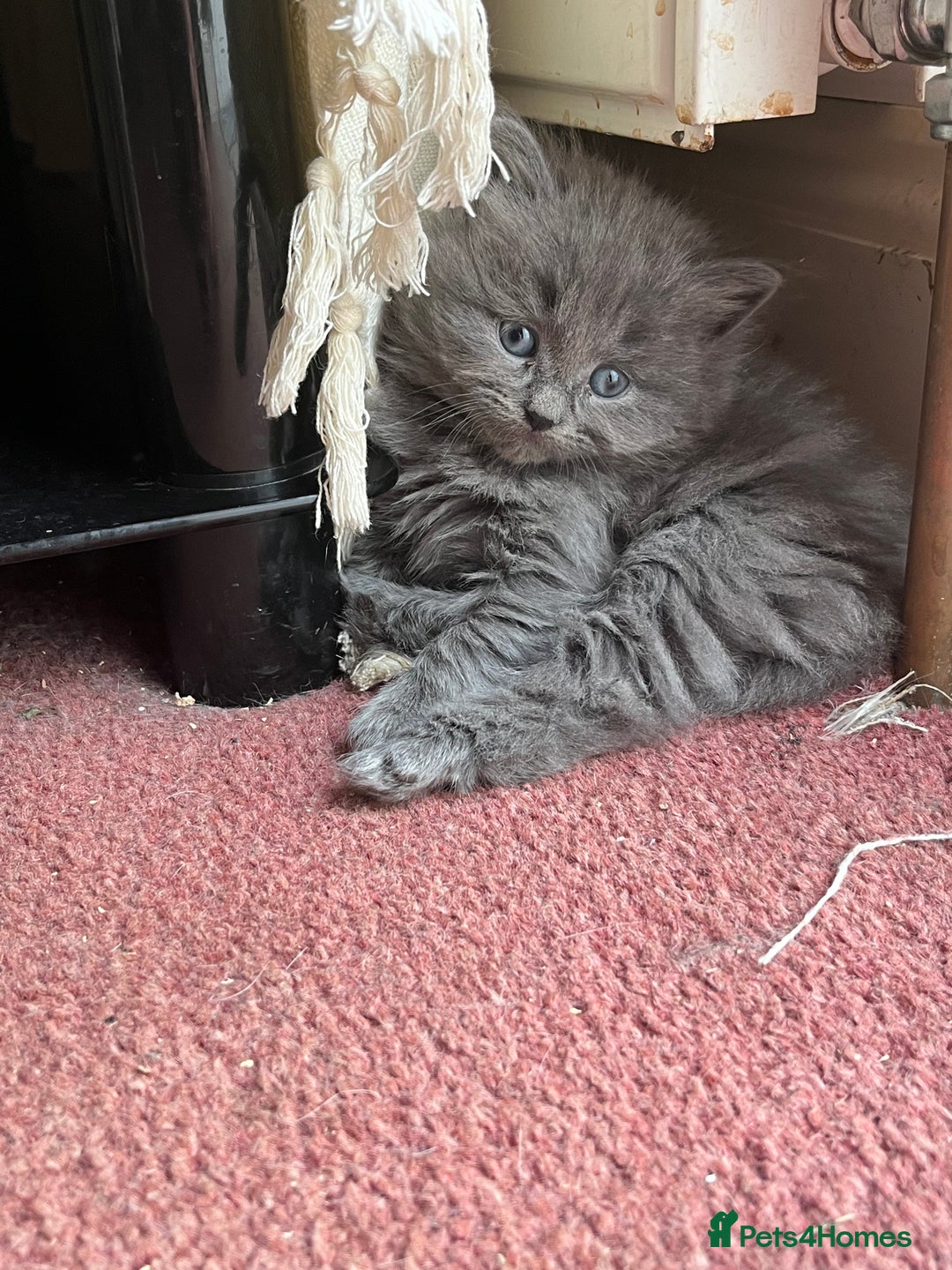 Mixed Breed cats for sale: Very friendly beautiful fluffy kittens  - Image 14