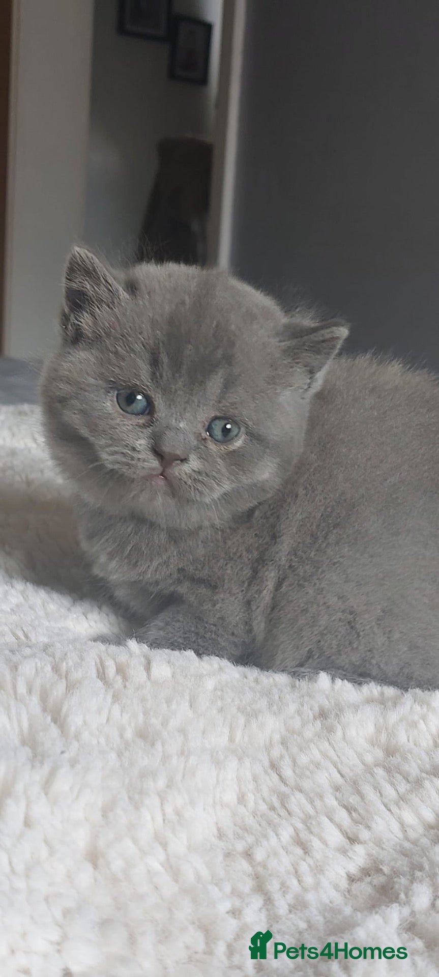 British Shorthair cats Folded ears British shorthair/Scottish fold - Advert 14