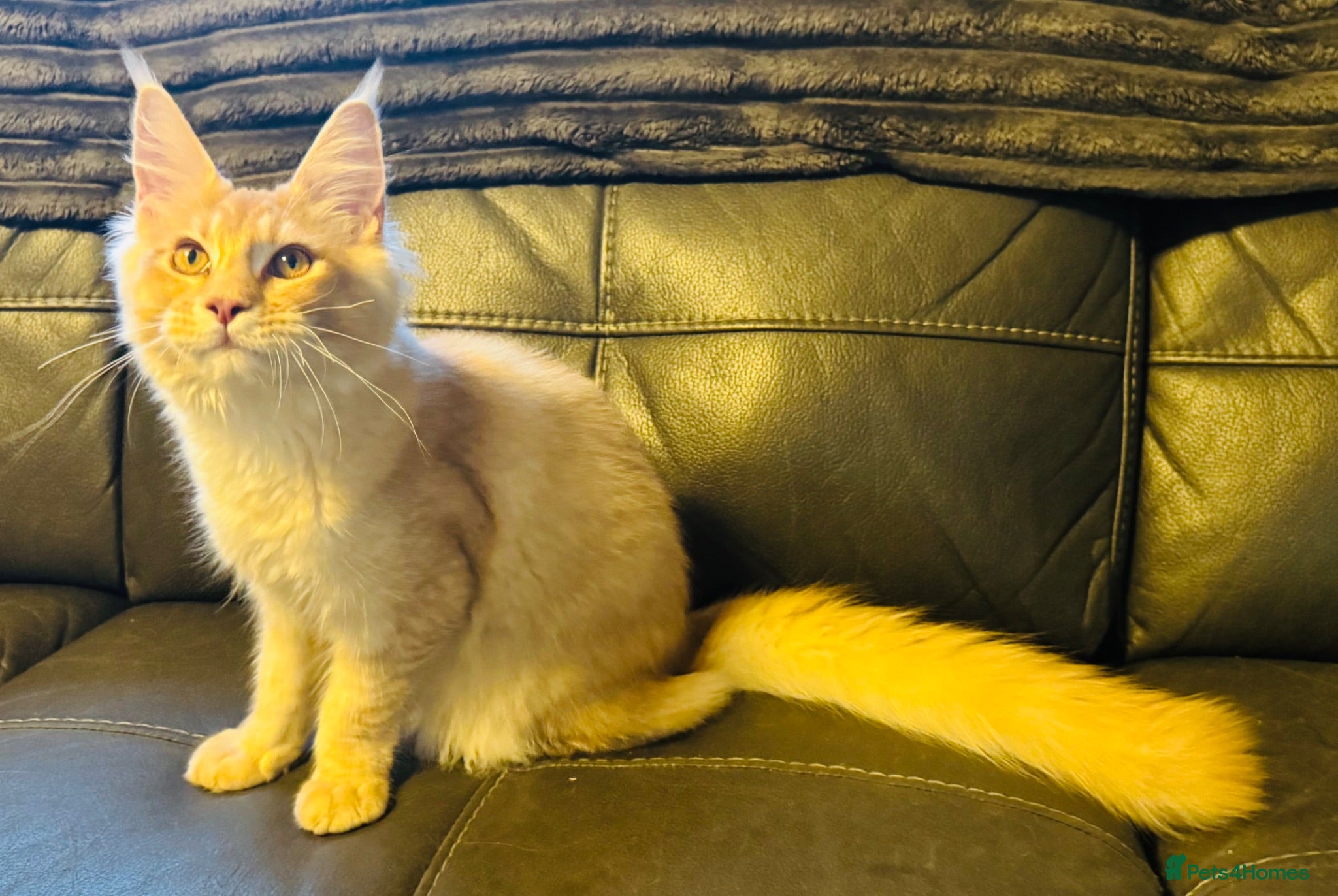 Maine Coon cats Reduced! XL quality TICA Maine Coon active possib  - Advert 1