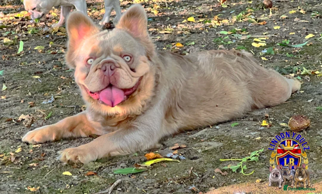 French Bulldog dogs for stud: MASKLESS NEW SHADE FULL FLUFFY CARRYING CREAM in Immingham - Advert 4