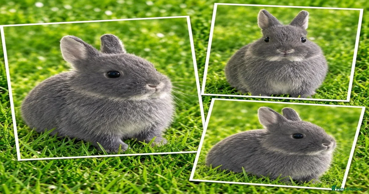 Dwarf Rabbits for Sale for sale | Pets4Homes