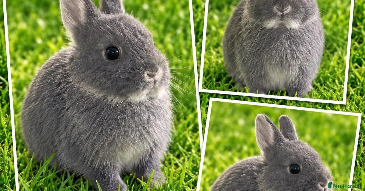 Nevada Rabbits Dwarf Rabbits for Sale for sale | Pets4Homes