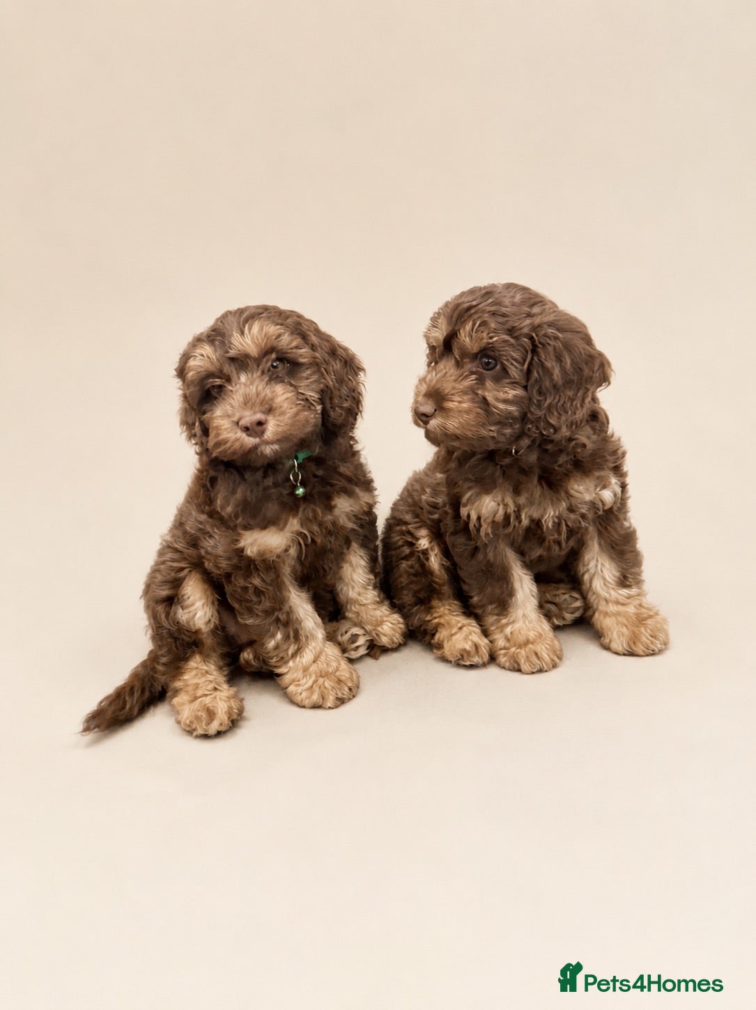 Cockapoo dogs ** 2 stunning Healthy F1 Cockapoos ** - Advert 1