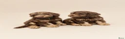 Cockapoo dogs for sale: ** 2 stunning Healthy F1 Cockapoos ** - Advert 1