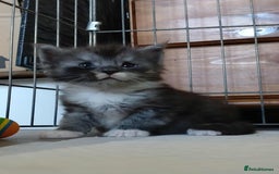 Maine Coon cats for sale: Maine Coon - Image 6