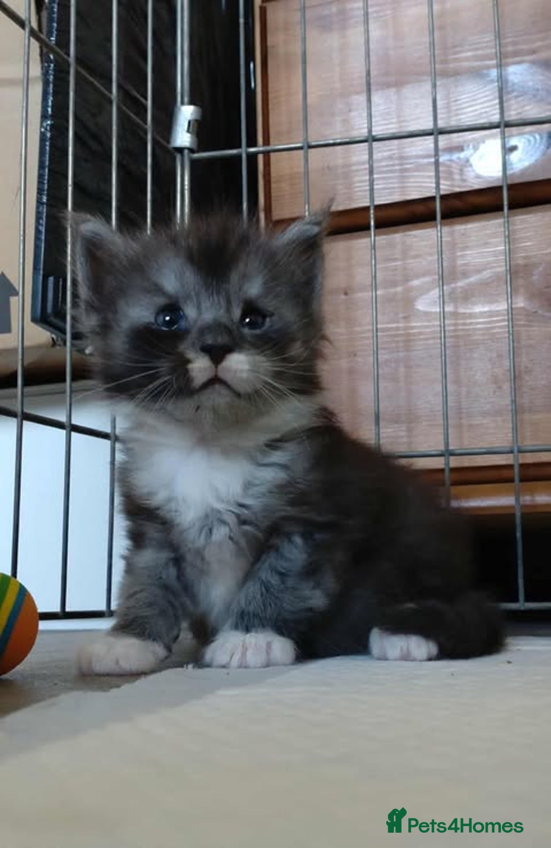 Maine Coon cats for sale: Maine Coon - Image 6