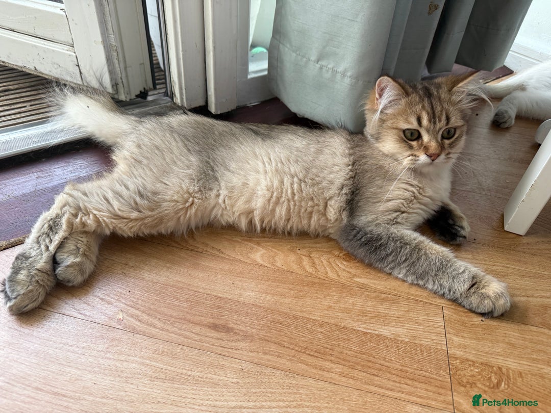 British Longhair cats for sale: British Longhair Kitten for sale  - Image 4