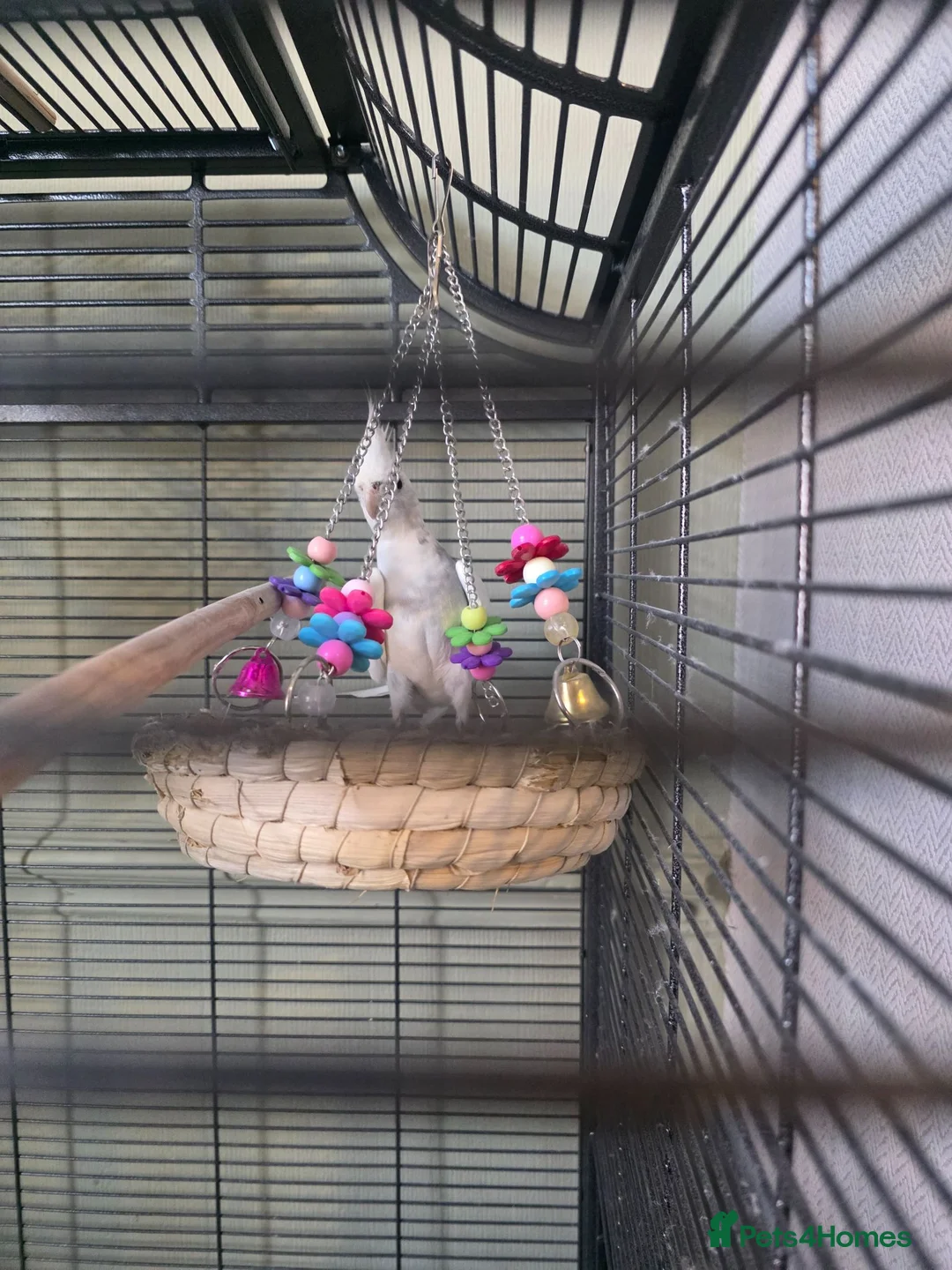 Cockatiels birds for sale: 5-6 month old cockatiel white and grey  - Advert 2