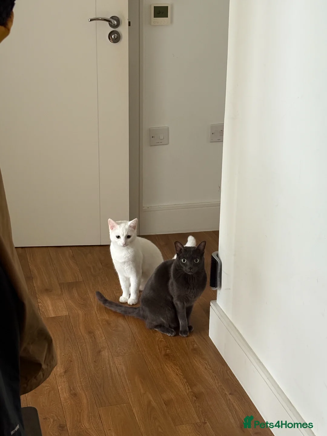 Turkish Van cats for sale: Turkish Van female kitten, 7 months for sale in London - Advert 2