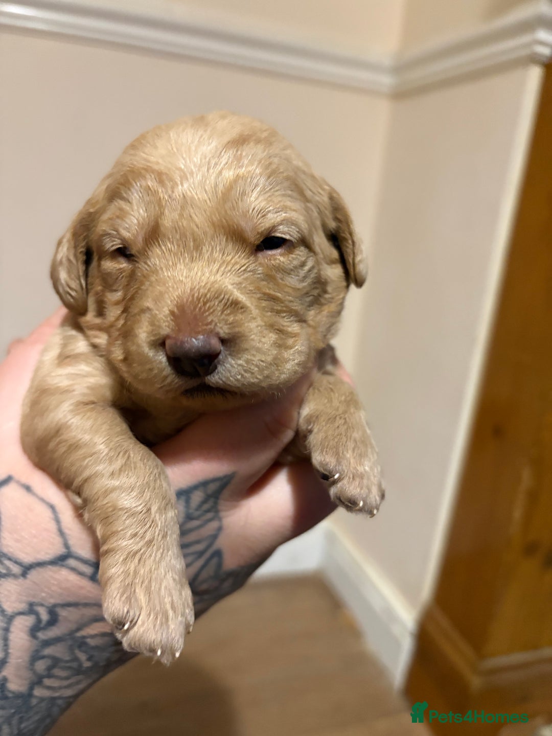 Labradoodle dogs for sale: Beautiful F1 Labradoodles - Advert 10
