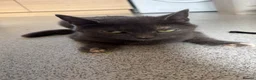 Mixed Breed cats for sale: URGENT REHOME GREY FEMALE - Advert 3