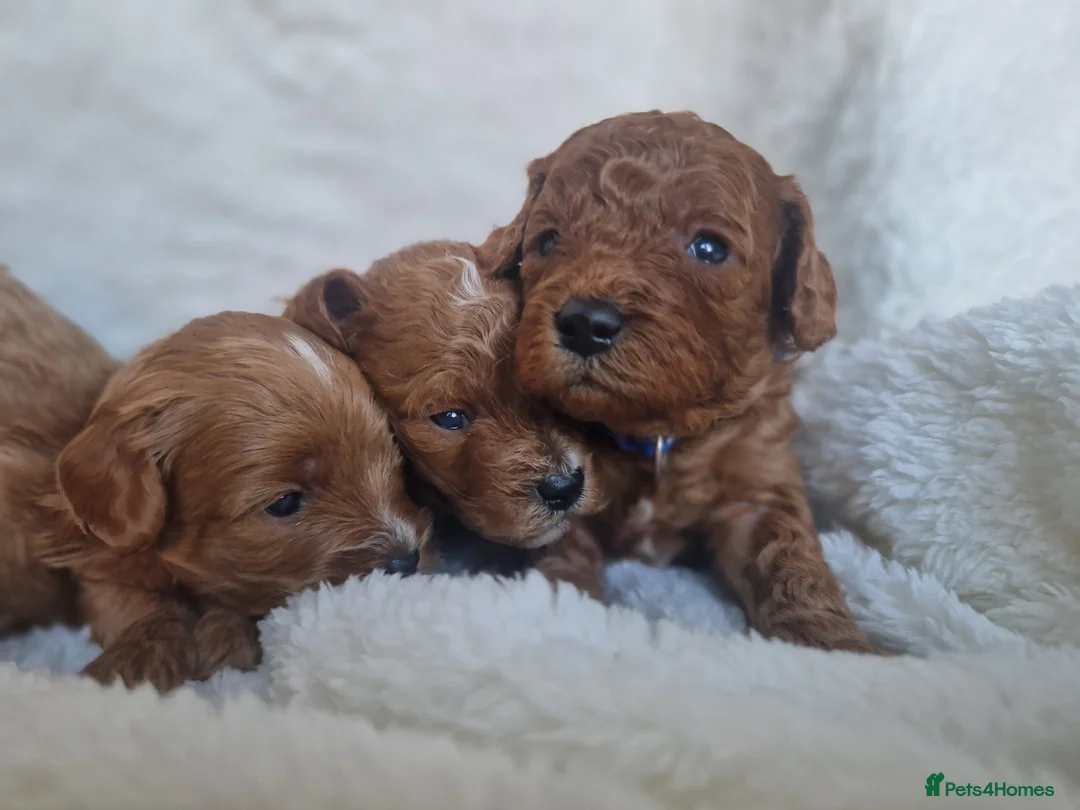 Cavapoo dogs for sale:  1 boy remaining. Health tested stunning cavapoos - Advert 13