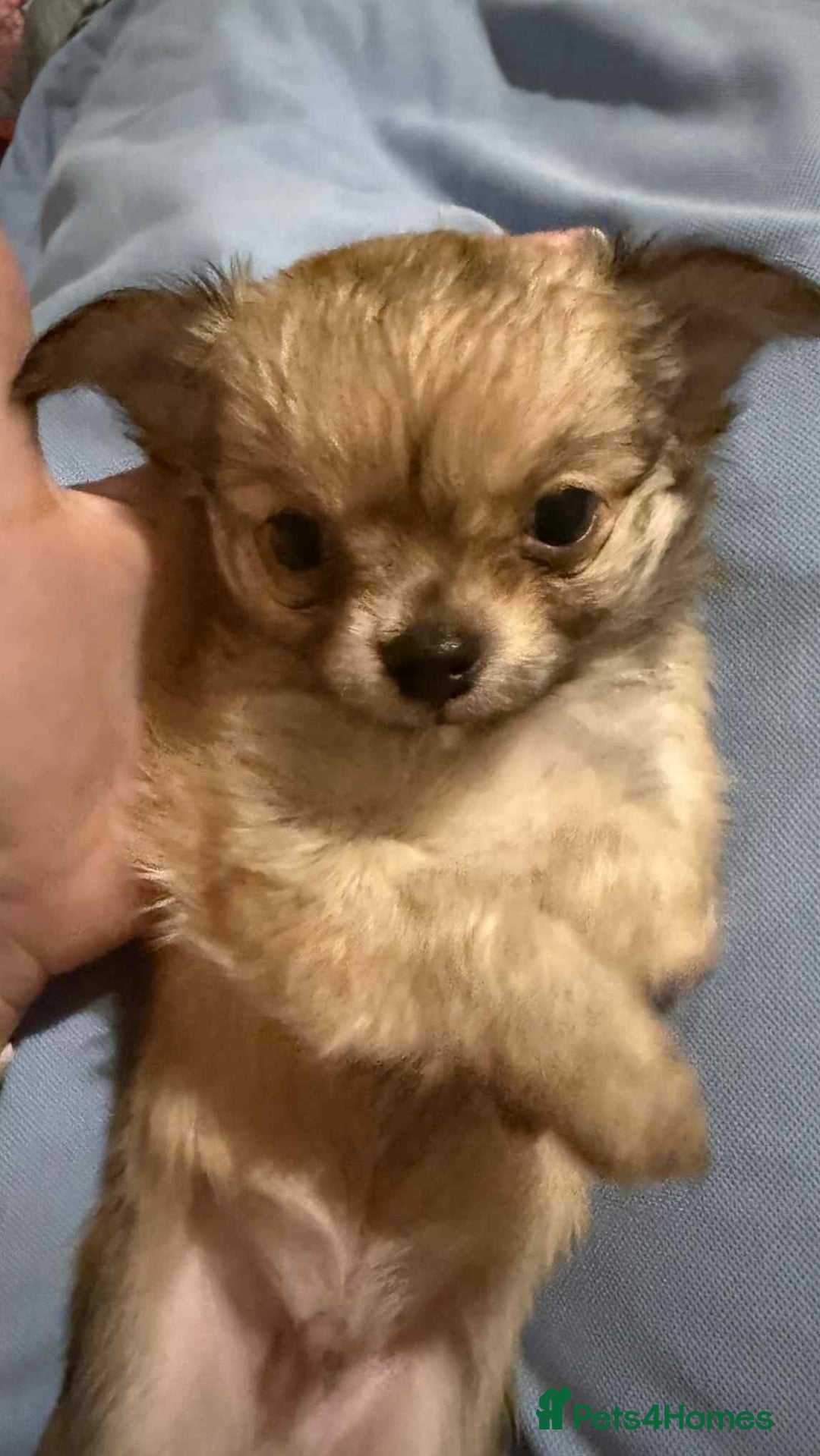 Chihuahua dogs for sale: Tiny Long-Haired Chihuahua Puppies - Image 17