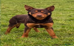 Australian Kelpie dogs for sale: Australian Kelpie Puppies WKC Registered - Image 12