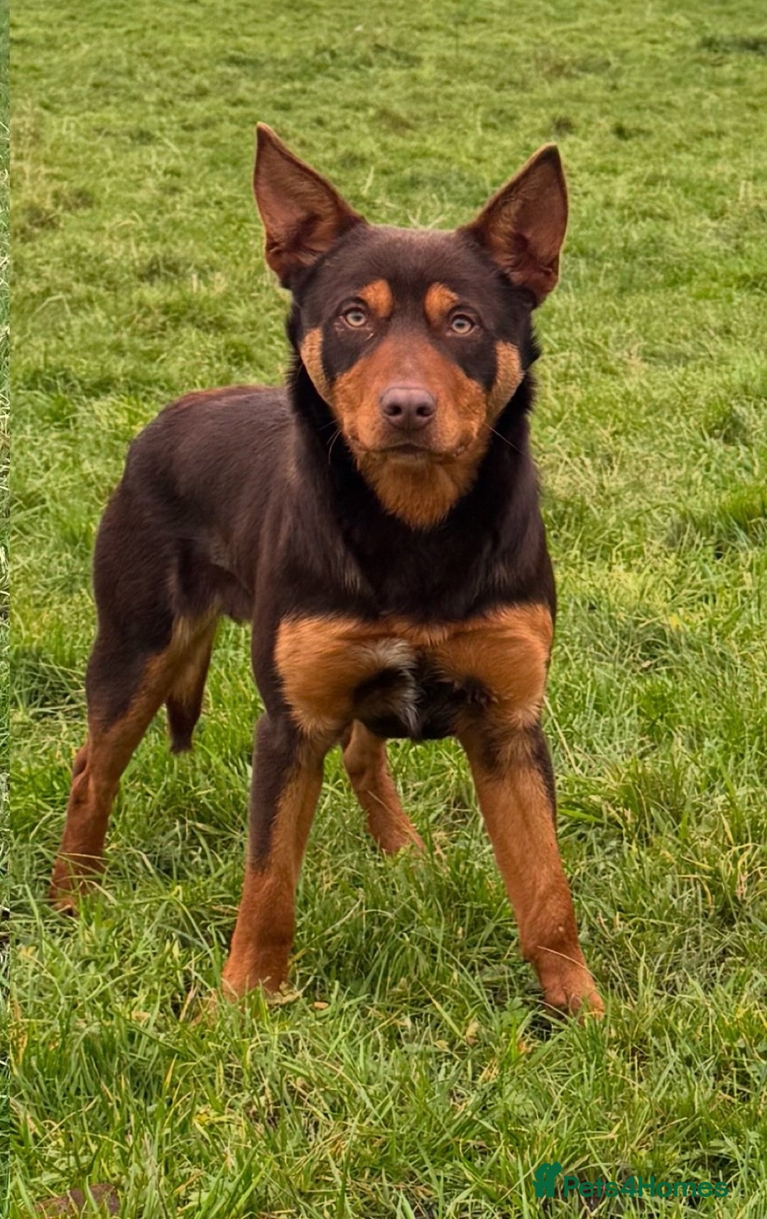 Australian Kelpie dogs for sale: Australian Kelpie Puppies WKC Registered - Image 12
