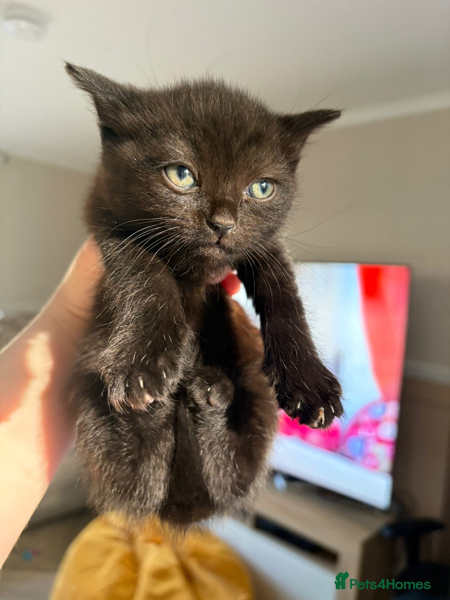 Scottish Fold cats for sale: Half Scottish fold kittens  in Bilston - Advert 24