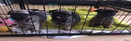 Pug dogs for sale: Rare apricot fawn female pug puppy ready now  - Advert 5