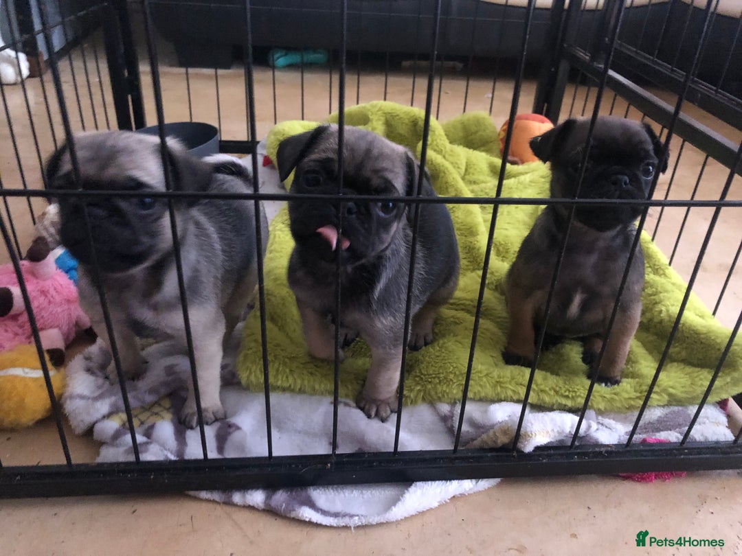 Pug dogs for sale: Rare apricot fawn female pug puppy ready now  - Advert 5