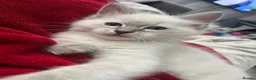 Ragdoll cats for sale: Fluffy ragdoll kitty’s  - Advert 18