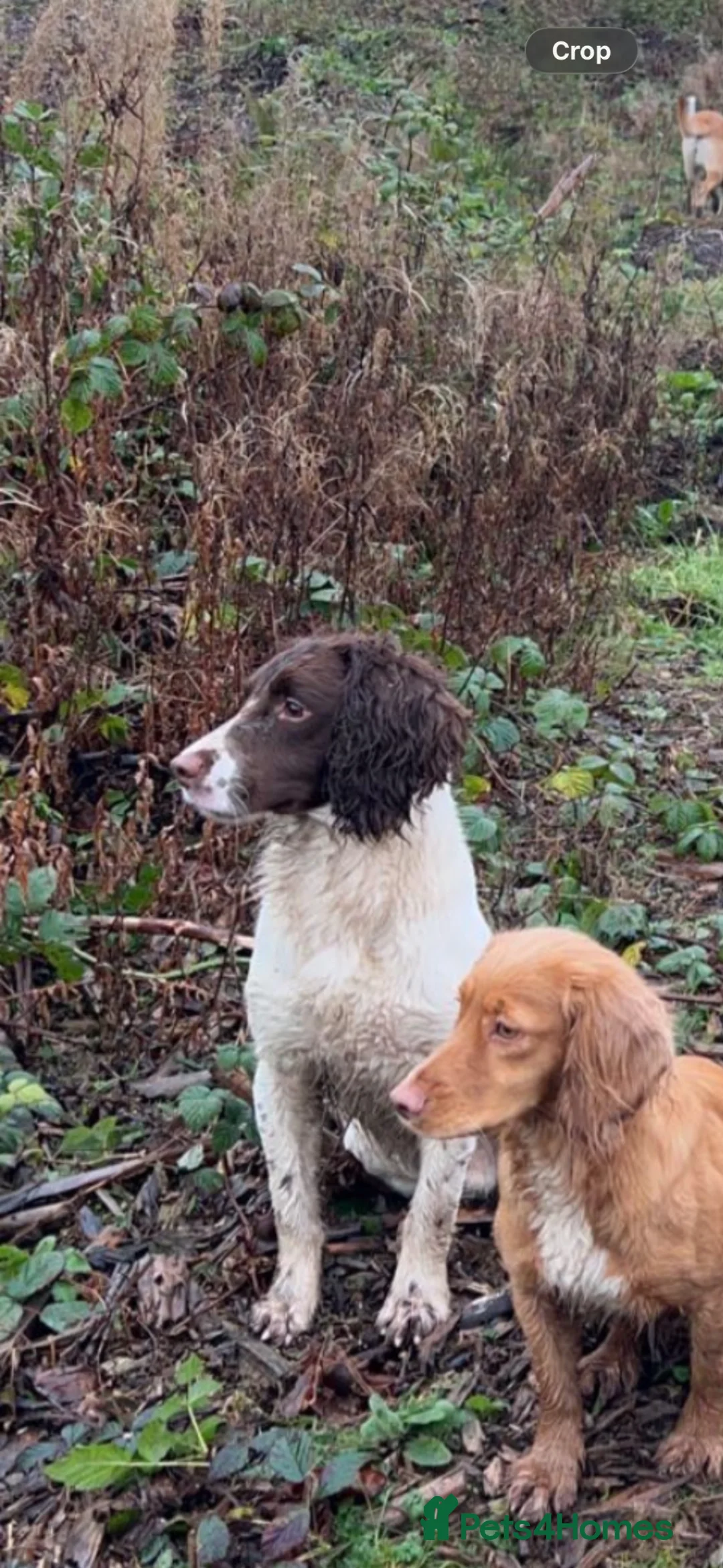 English Springer Spaniel dogs for stud: KC working springer spaniel (Brodie) - Advert 2