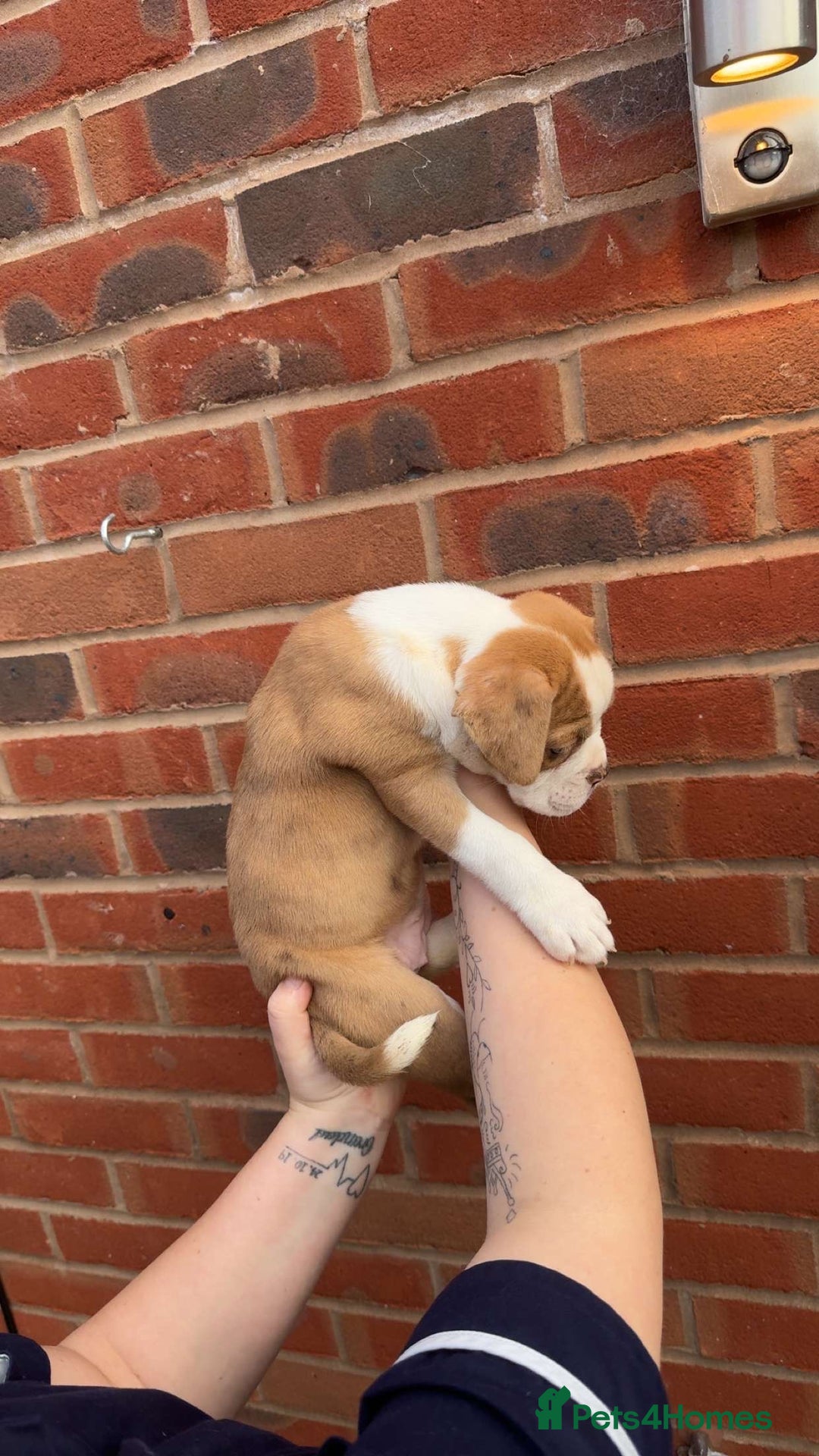 Alapaha Blue Blood Bulldog dogs for sale: Alapaha blue blood bulldog puppy’s  - Image 2