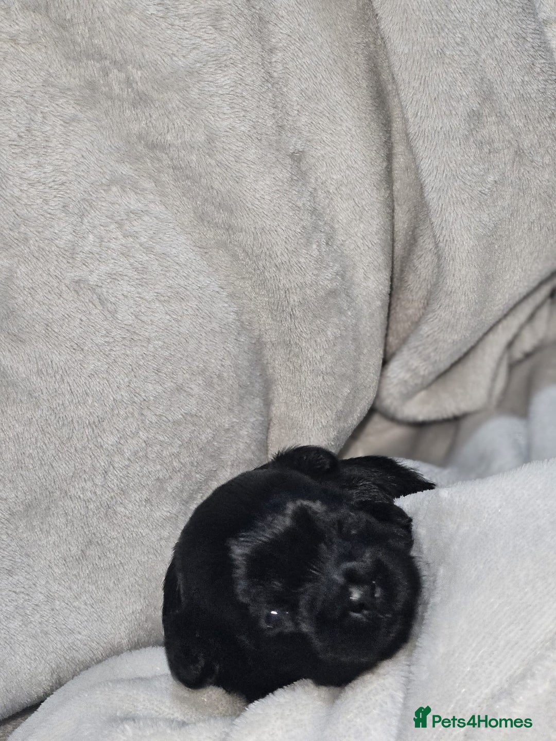 Shih Tzu dogs for sale: Shih tzu puppies  - Advert 15