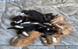 Mixed Breed cats for sale: Beautiful kittens for sale - Image 1
