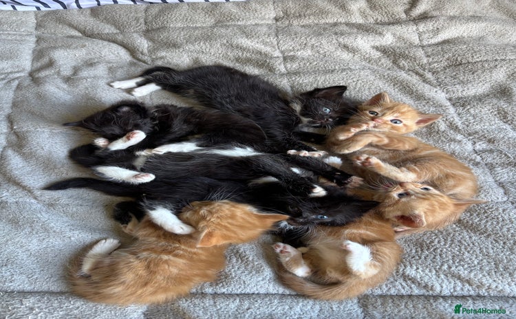 Mixed Breed cats - Advert 3