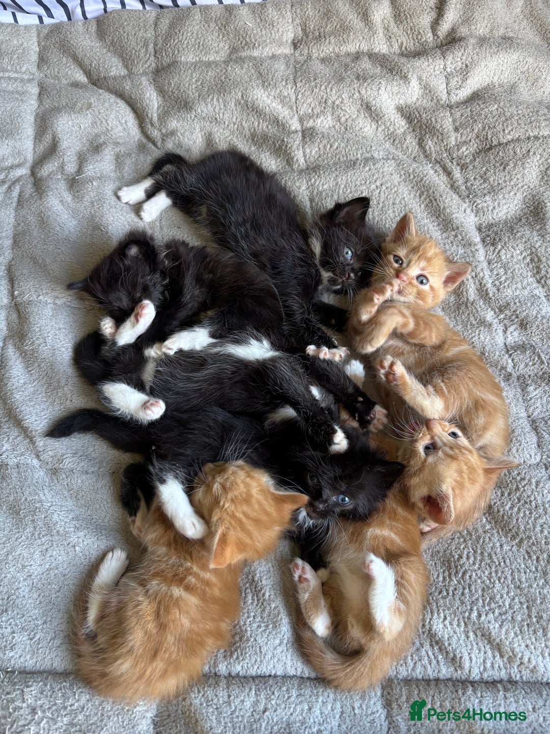 Mixed Breed cats for sale: Beautiful kittens for sale - Image 1