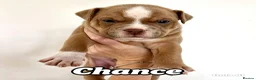 Mixed Breed dogs for sale: Exotic bullies - English bulldog x American bully - Advert 2